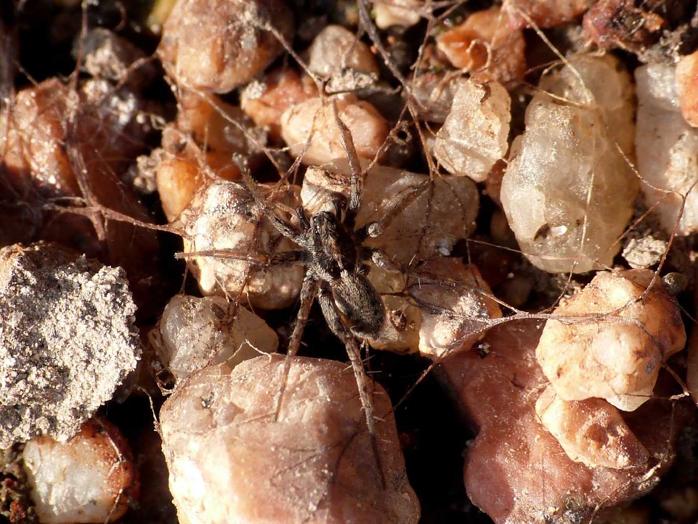 Pardosa di piccole dimensioni sul fiume - S. Teresa G. (OT)